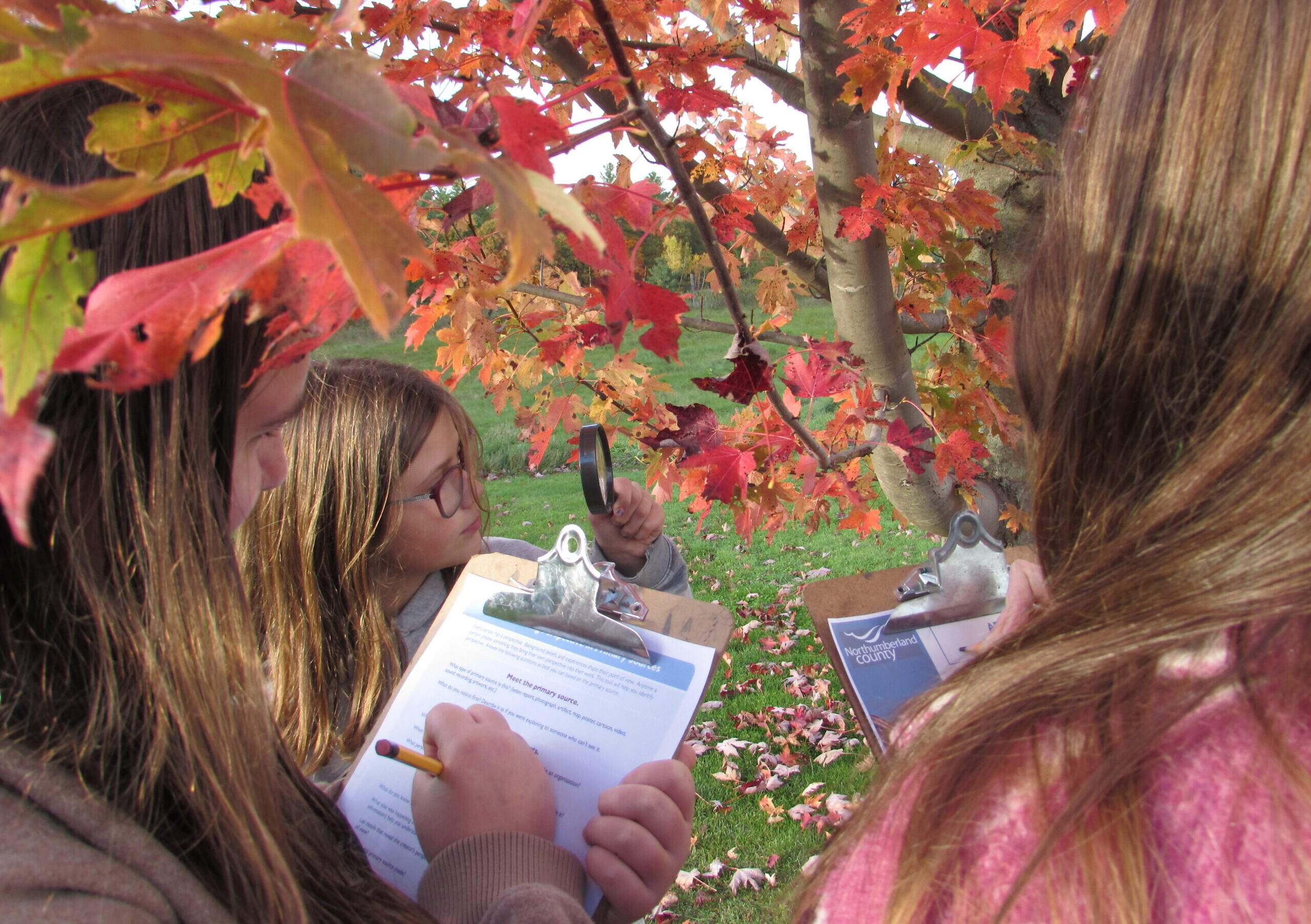 Two young girls write on papers attached to clipboards while another young girl looks at a maple leaf on a tree through her magnifying glass